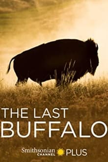 Poster do filme O Último Búfalo