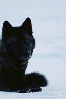 Yellowstone Wolf Dynasty