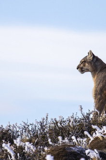 Pumas At The End of The World