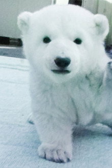 Peace the Polar Bear: 25 Years Together