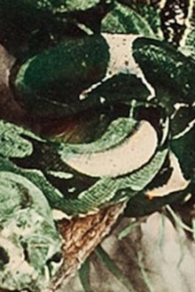 Attack-of-the-Jungle-Women