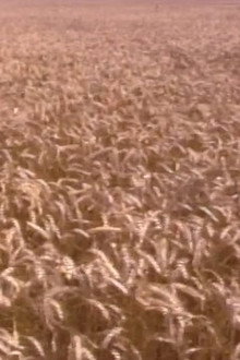 End of the Harvest