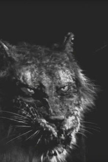 Tyger