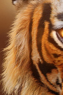 Tigers on the Rise
