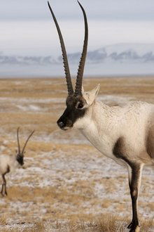 Rare-Survivors-China's-Iconic-Wildlife