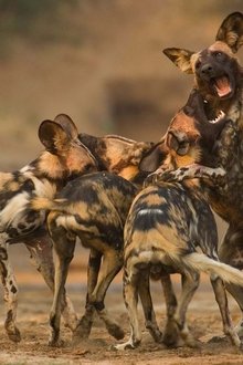 Wild-Dogs-Running-with-the-Pack