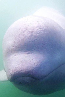 Call of the Baby Beluga