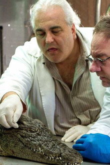 Das Krokodil - Innenansichten eines Kraftpakets