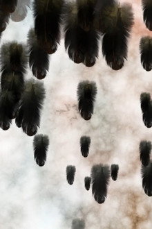 The Anatomy of a Feather