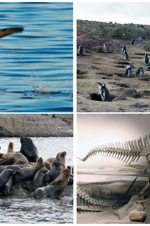 Patagonien 3D - Auf den Spuren von Charles Darwin: Von Buenos Aires bis Cabo dos Bahias