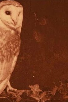 Les oiseaux chez eux