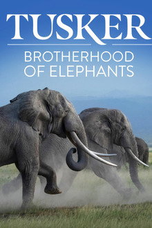 Tusker: Brotherhood of Elephants