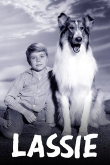 Lassie Lassie