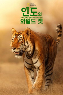 인도의 와일드 캣