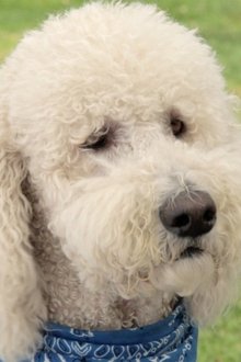 Amor-Pra-Cachorro