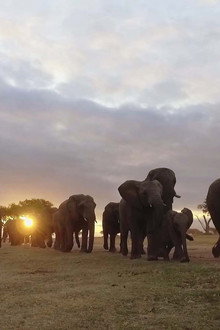 Diary of an Elephant Orphan
