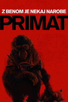 Primat