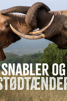 Snabler og Stødtænder