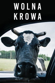 Wolna krowa