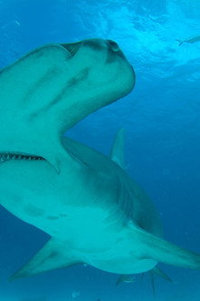 Mega Hammerhead: Ultimate Predator