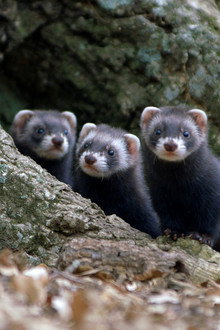 Polecat – Europe’s Relentless Hunter