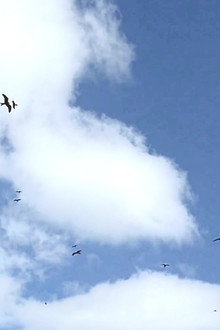 Flight
