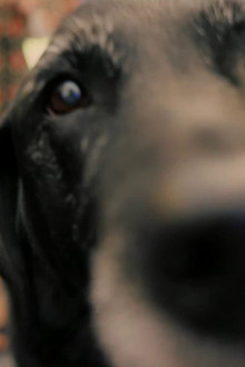 A Dog Called Laura
