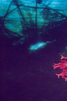 Apogoni