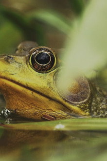Understanding Myself as an Amphibian