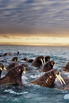 Great Migrations