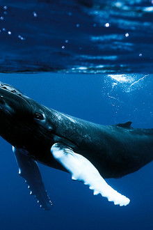 The Mod Squad - Season 5