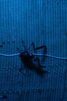 Aracne (ou a araña que non podía tecer)