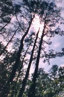 Wilderness: A Country in the Mind