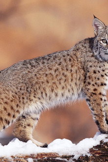 Lynx - Close Up