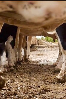 Les-vaches-n'auront-plus-de-nom