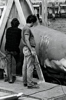 The Shark Is Still Working