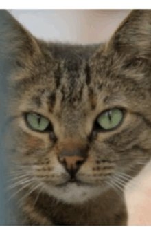 Photo of Bengu