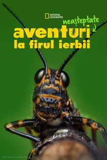 Sezonul 1
