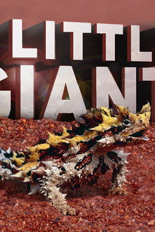Little Giants