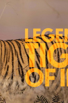 Legendary Tigers of India