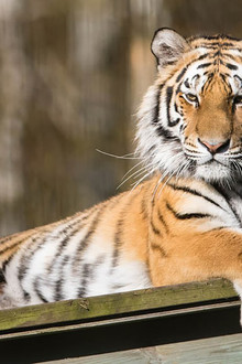 Tigre de Sibérie, seigneur sans frontières