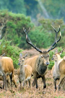 New Forest: A Year in the Wild Wood