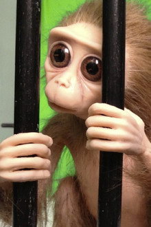 Monkey Love Experiments
