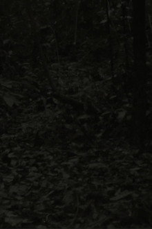 They Can Be Seen From A Distance