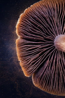 Cosmic Heirloom: Buried 400 Years