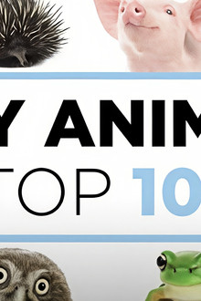 Baby Animals: The Top 10