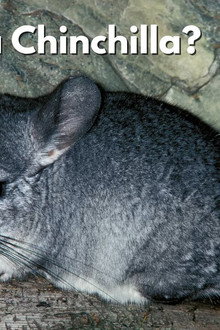 What is a Chinchilla, Really?