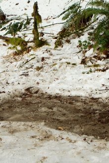 Bigfoot---Die-Legende-lebt