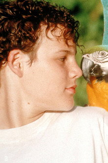 The Real Macaw