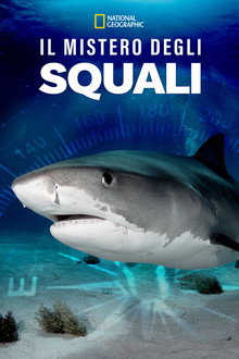Il mistero degli squali
